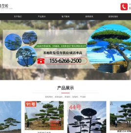 造型松