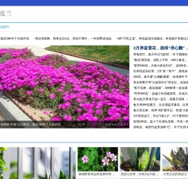 虎皮兰