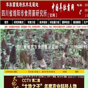 羊肚菌