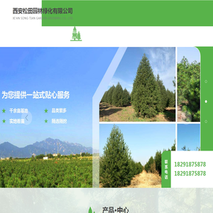 陕西白皮松批发