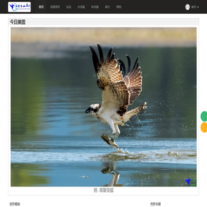 高黎贡山鸟网