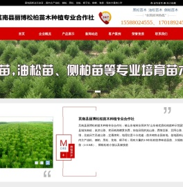 莒南丽博松柏苗木种植专业合作社,黑松苗木,油松苗木,侧柏苗木,柳树苗木,国槐苗木,樱花苗木