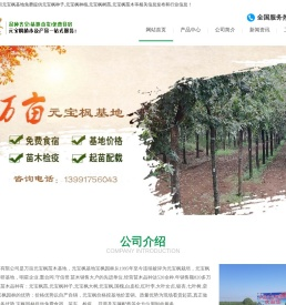 元宝枫苗木,元宝枫基地,元宝枫种子,元宝枫