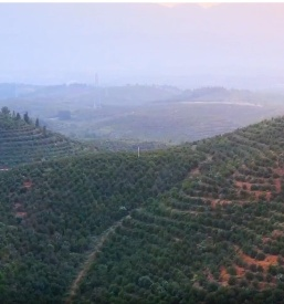 湖南大三湘茶油股份有限公司