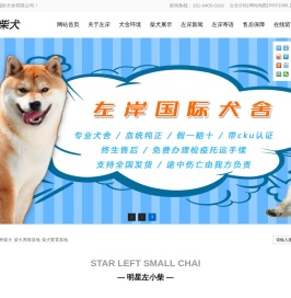 日本纯种柴犬
