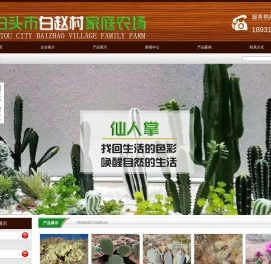 仙人球,仙人掌,晓阳家仙人掌