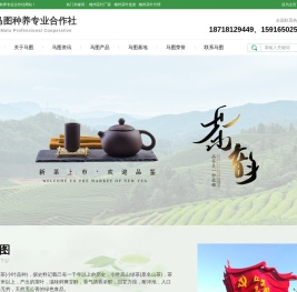 丰顺县马图种养专业合作社,丰顺马图绿茶