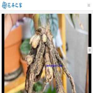 花卉之家