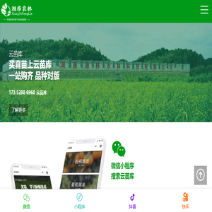 油茶苗