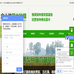 河南晚秋黄梨苗
