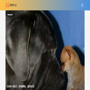 小狗情人