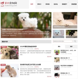 茶杯犬,茶杯猫,小香猪,迷你袖珍泰迪贵宾狗