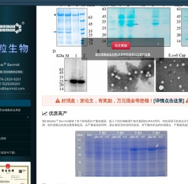 杆状病毒表达系统::昆虫细胞表达系统