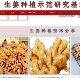 生姜种植批发