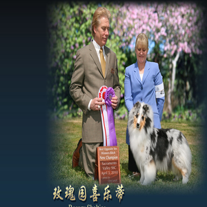 玫瑰园喜乐蒂