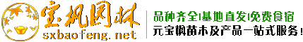 元宝枫苗木,元宝枫基地,元宝枫种子,元宝枫