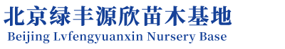 精品果树,杏树苗,西梅苗木,海棠精品,石榴树批发,庭院绿化养护