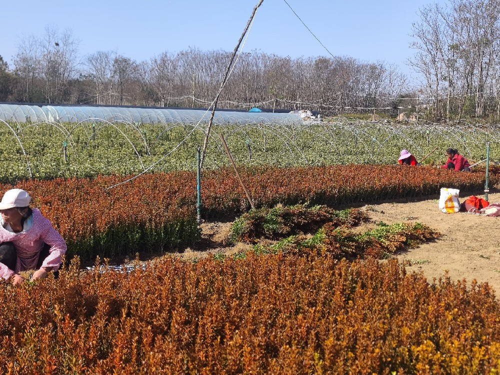 园林绿化苗木供应网