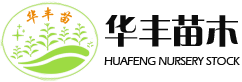 樱桃苗